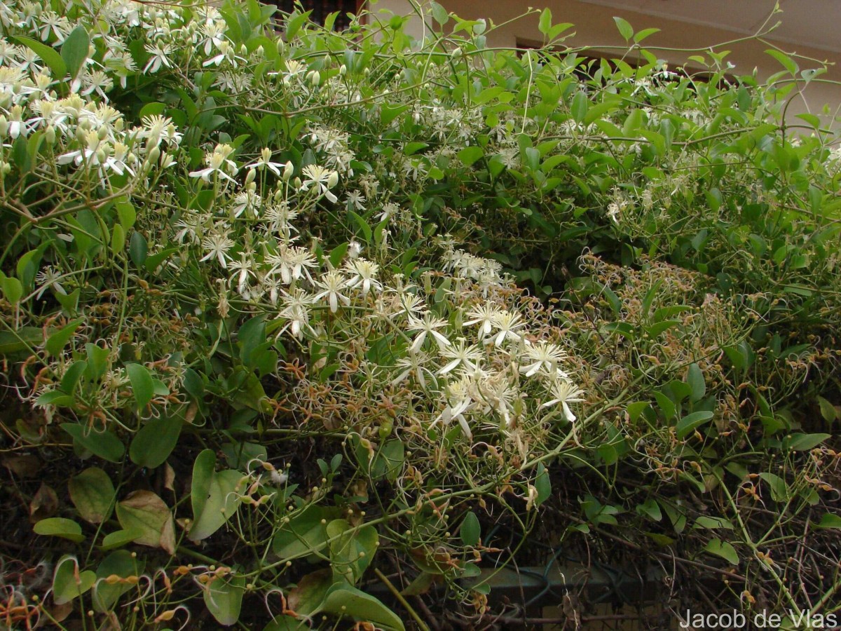 Clematis terniflora DC.